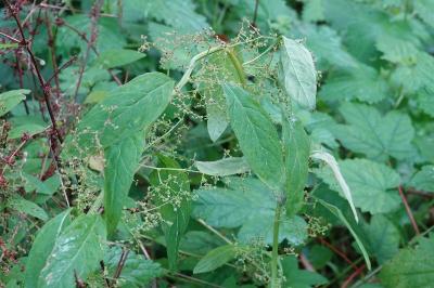 Limoine