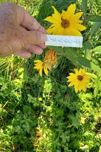 <i>Helianthus</i>