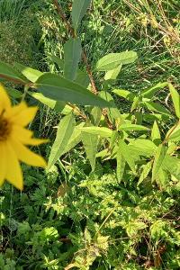 <i>Helianthus</i>