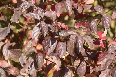 Cornus sanguinea