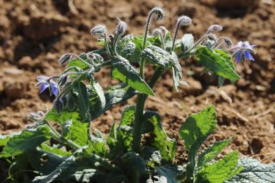 Bourrache officinale