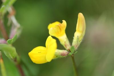 Lotier corniculé