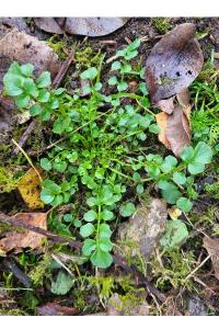 Cardamine hérissée