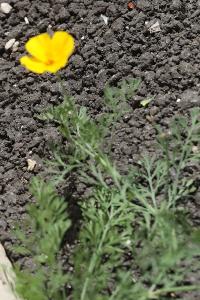 Pavot de Californie