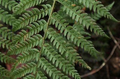 Polystic à frondes soyeuses