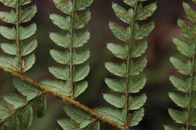 Polystic à frondes soyeuses