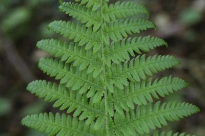 Polystic à frondes soyeuses