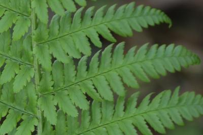 Polystic à frondes soyeuses