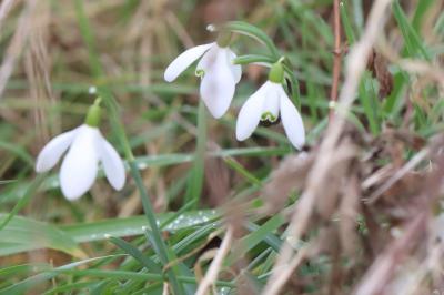 Perce-neige