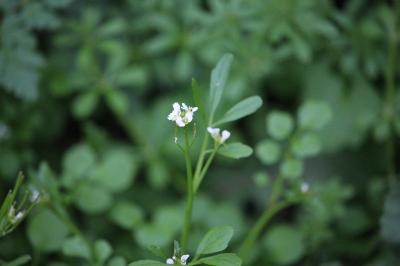 Cardamine hérissée