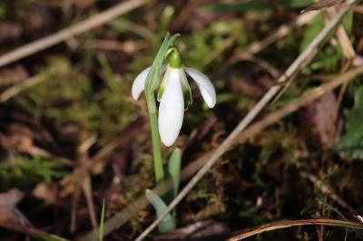 Perce-neige