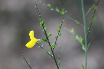 Cytisus scoparius
