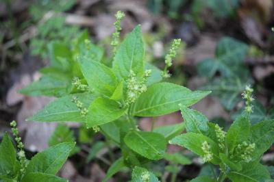 Mercurialis perennis