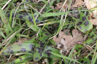 Orchis mâle