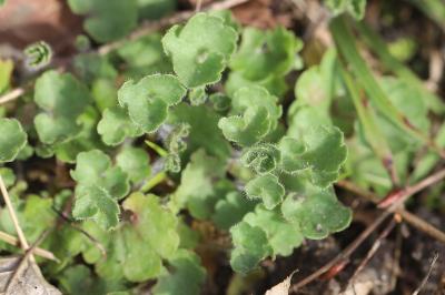 Saxifraga granulata