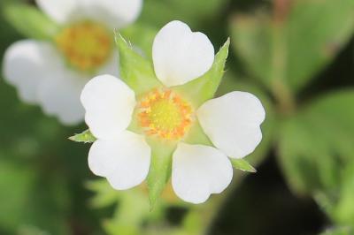 Potentille faux fraisier