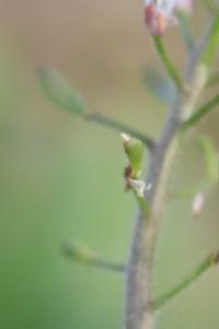 Draba muralis