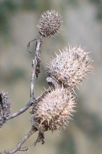 Stramoine