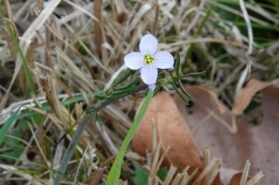 Cardamine des prés