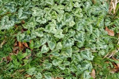 Cyclamen à feuilles de lierre