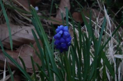 Muscari négligé