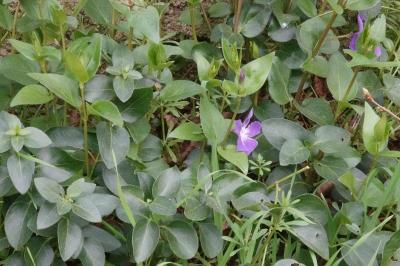 Vinca major