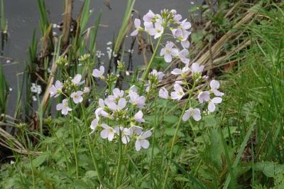 Cardamine des prés