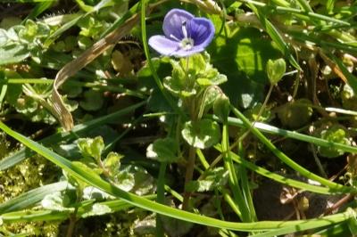 <i>Veronica</i>
