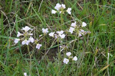 Cardamine des prés