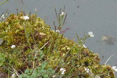 Cardamine hérissée