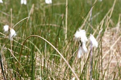 Linaigrette à feuilles étroites