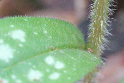 Pulmonaire à feuilles longues