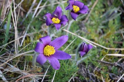 Pulsatilla vulgaris