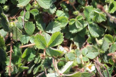 Potentille faux fraisier