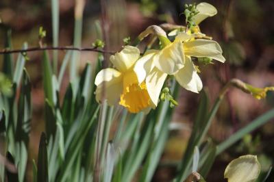 <i>Narcissus</i>