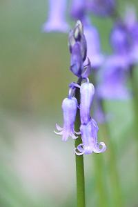 Hyacinthoides non-scripta