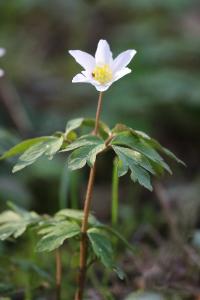Anémone des bois