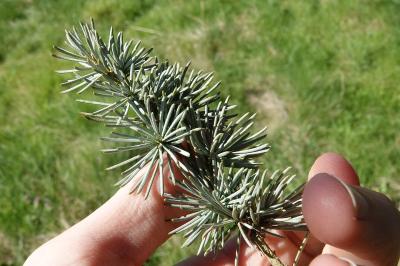 <i>Cedrus</i>
