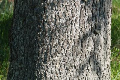 <i>Cedrus</i>