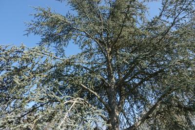 <i>Cedrus</i>