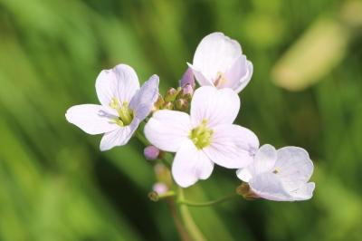 Cardamine des prés