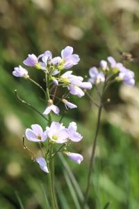 Cardamine des prés