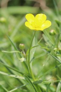 Ranunculus auricomus