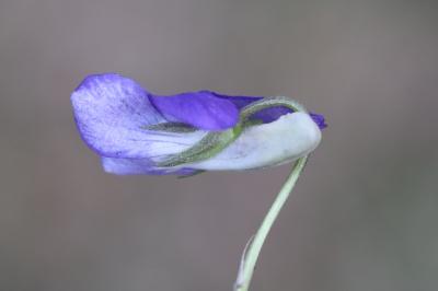 Violette de Rivinus