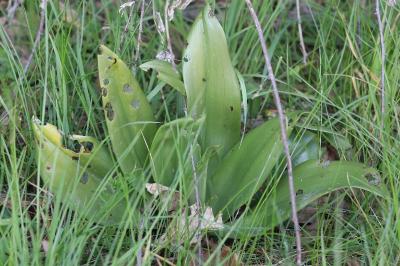 Himantoglossum hircinum