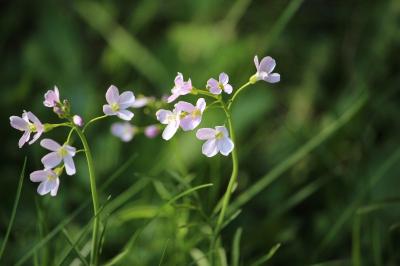 Cardamine des prés