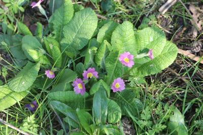 Primula vulgaris subsp. rubra