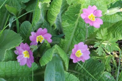 Primula vulgaris subsp. rubra