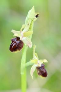 Ophrys araignée