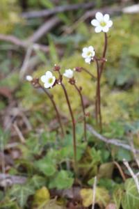Saxifrage granulé